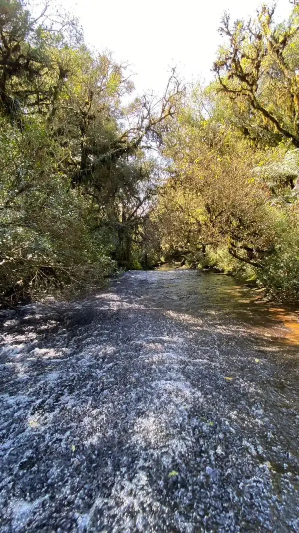 Oportunidade Única! Área de 5 Hectares a 12 km do Centro de Canela - Imagem 22