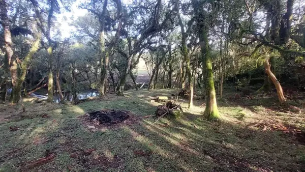Oportunidade Única! Área de 5 Hectares a 12 km do Centro de Canela - Imagem 13