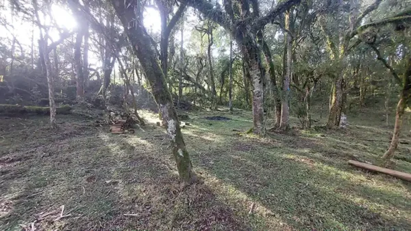 Oportunidade Única! Área de 5 Hectares a 12 km do Centro de Canela - Imagem 12
