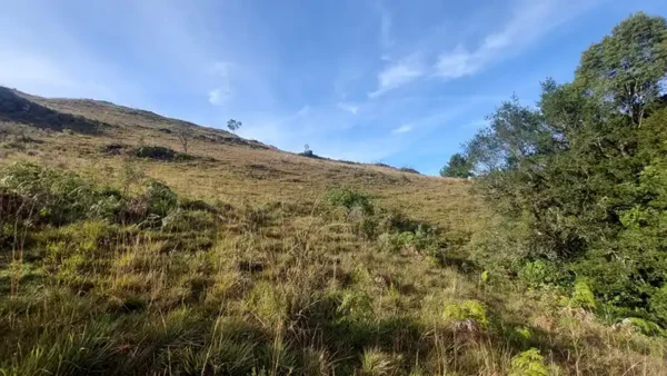 Oportunidade Única! Área de 5 Hectares a 12 km do Centro de Canela - Imagem 10