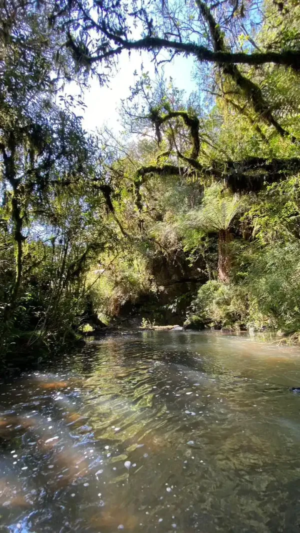 Oportunidade Única! Área de 5 Hectares a 12 km do Centro de Canela - Imagem 6