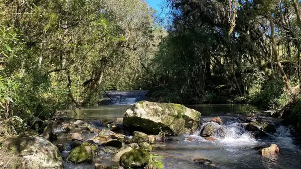 Oportunidade Única! Área de 5 Hectares a 12 km do Centro de Canela - Imagem 4