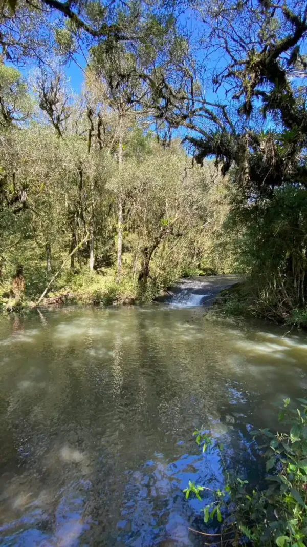 Oportunidade Única! Área de 5 Hectares a 12 km do Centro de Canela - Imagem 3
