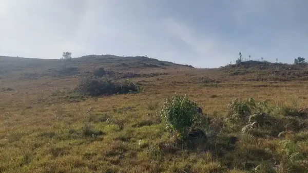 Oportunidade Única! Área de 5 Hectares a 12 km do Centro de Canela - Imagem 18